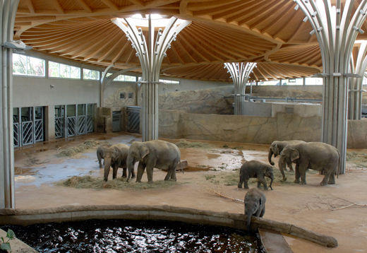 Elefanten im Kölner Zoo